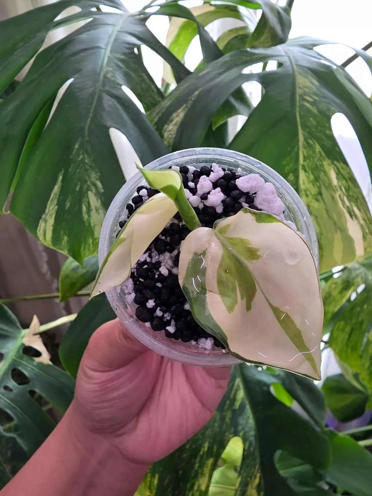 plant/Variegated philodendron Semi-rooted gabby cutting-1