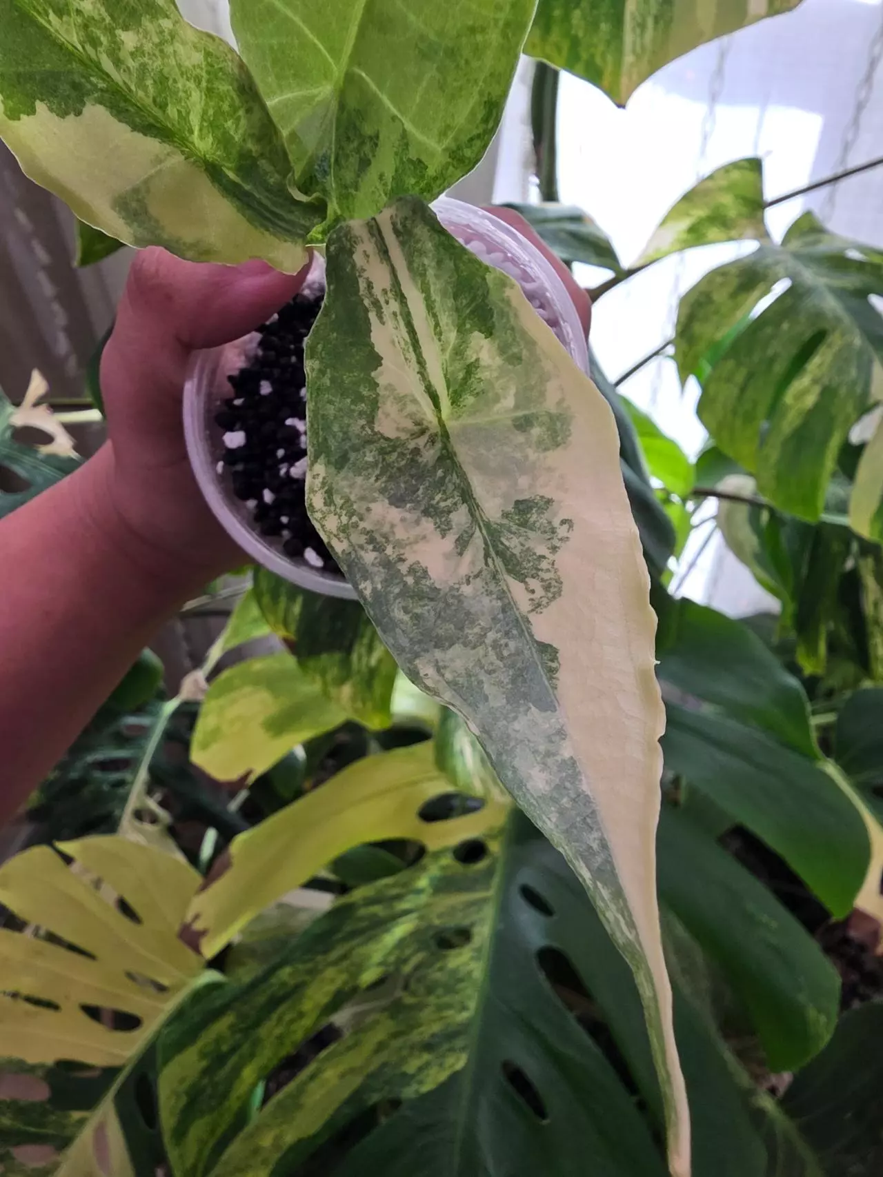 plant/Variegated alocasia aurea dragons breath pup. Corm grown. 1080-1