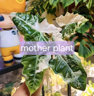 plant/Variegated alocasia pink pseudo sanderiana pup. Corm grown. 1108-0-thumbnail