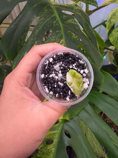 plant/Variegated alocasia pink pseudo sanderiana pup. Corm grown. 1108-2-thumbnail