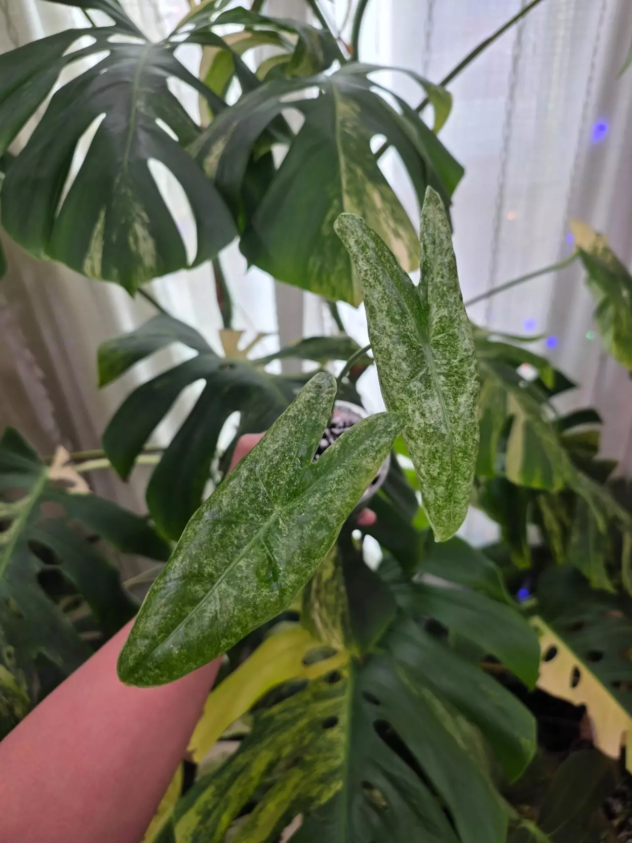 plant/Variegated alocasia longilob galaxy pup. Chonk grown. (Not tc) 1094-0