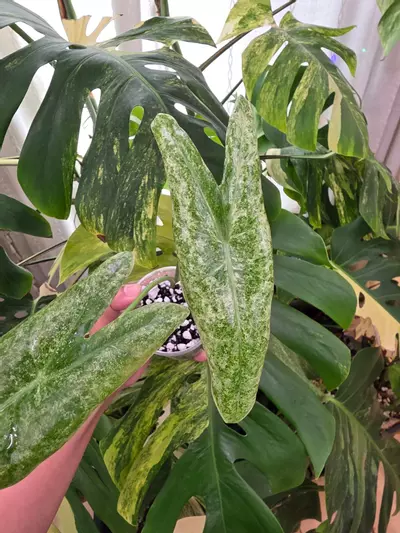 plant/Variegated alocasia longilob galaxy pup. Chonk grown. (Not tc) 1094-1-thumbnail