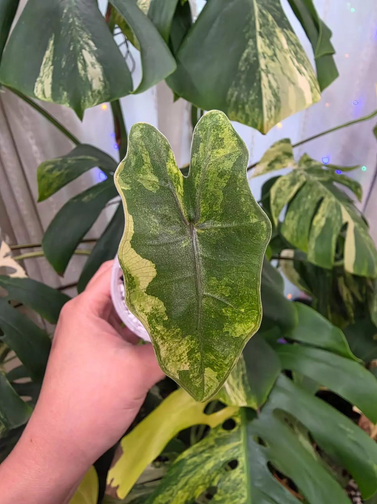 plant/Variegated alocasia aurea pseudo sanderiana pup.corm grown.(Not tc) 1107-1