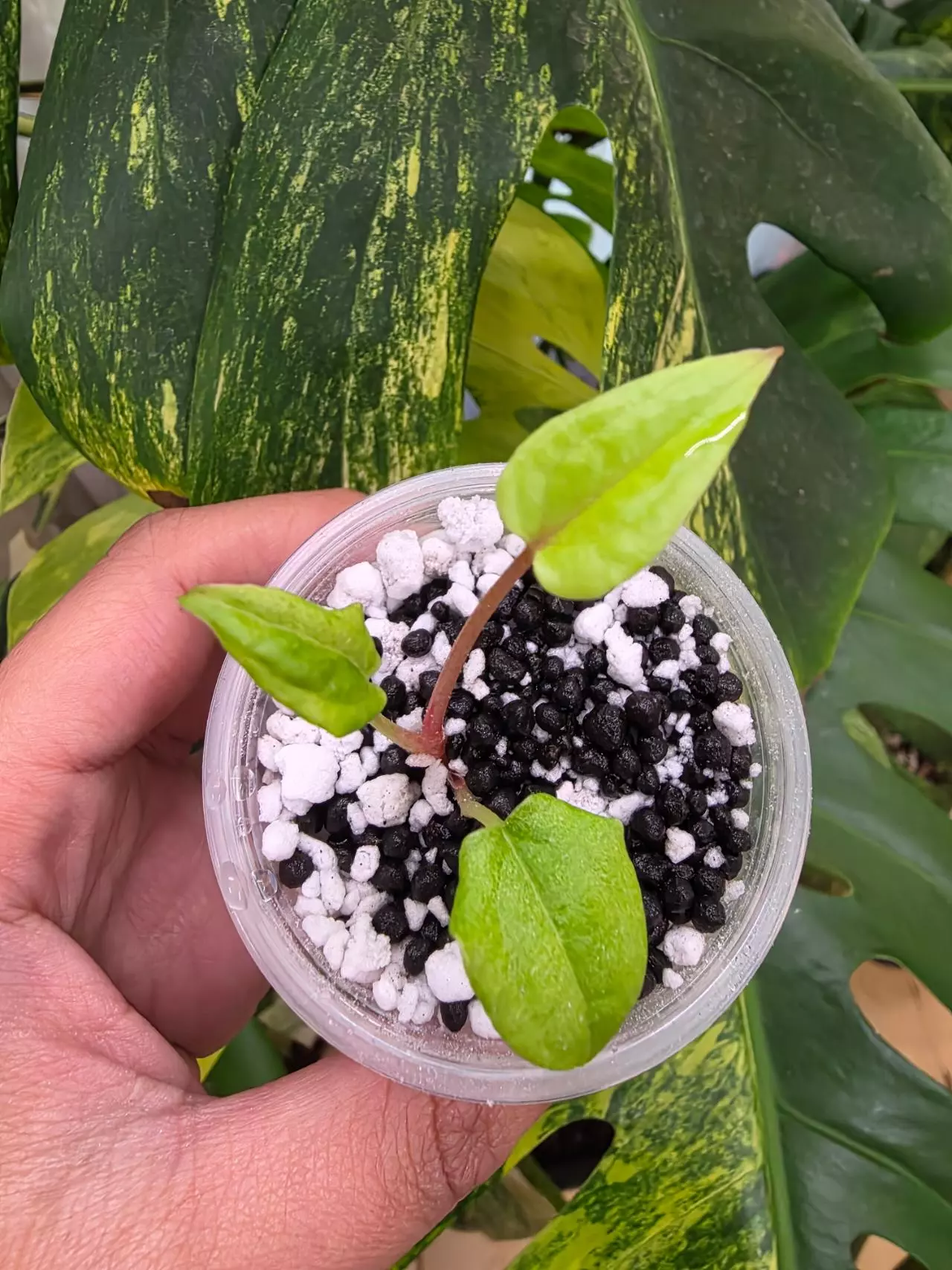 plant/Variegated anthurium dark phoenix Semi-rooted. Clone.chonk grown. (Not tc) 1105-3