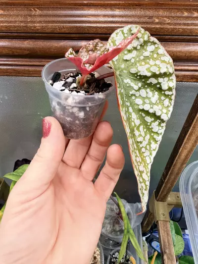 plant/Variegated Snowcapped Begonia #0044-3-thumbnail