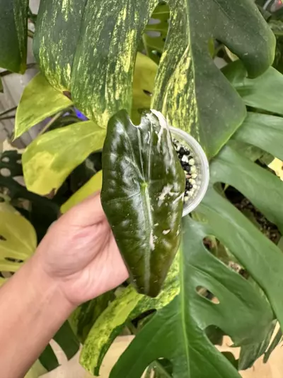 plant/Low variegation Alocasia pink nobilis pup. Corm grown. 1113-0-thumbnail