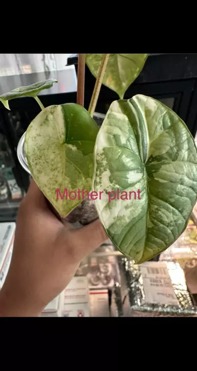 plant/Variegated alocasia albo platinum chonk. Variegation not guaranteed. 1093-0-thumbnail