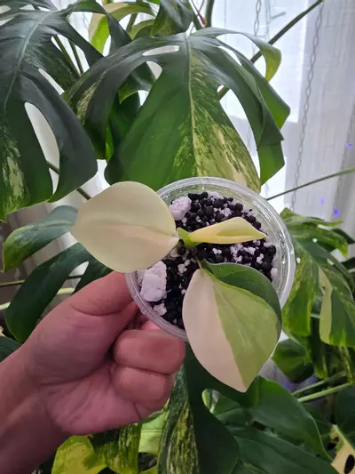 plant/Variegated philodendron rooted gabby cutting-0-thumbnail