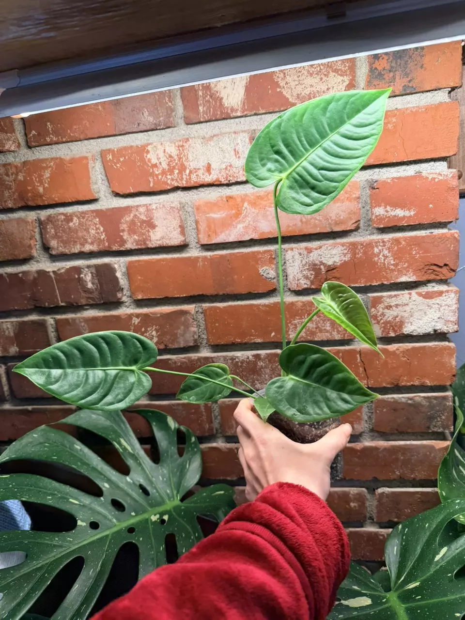 plant/Anthurium veitchii C-0