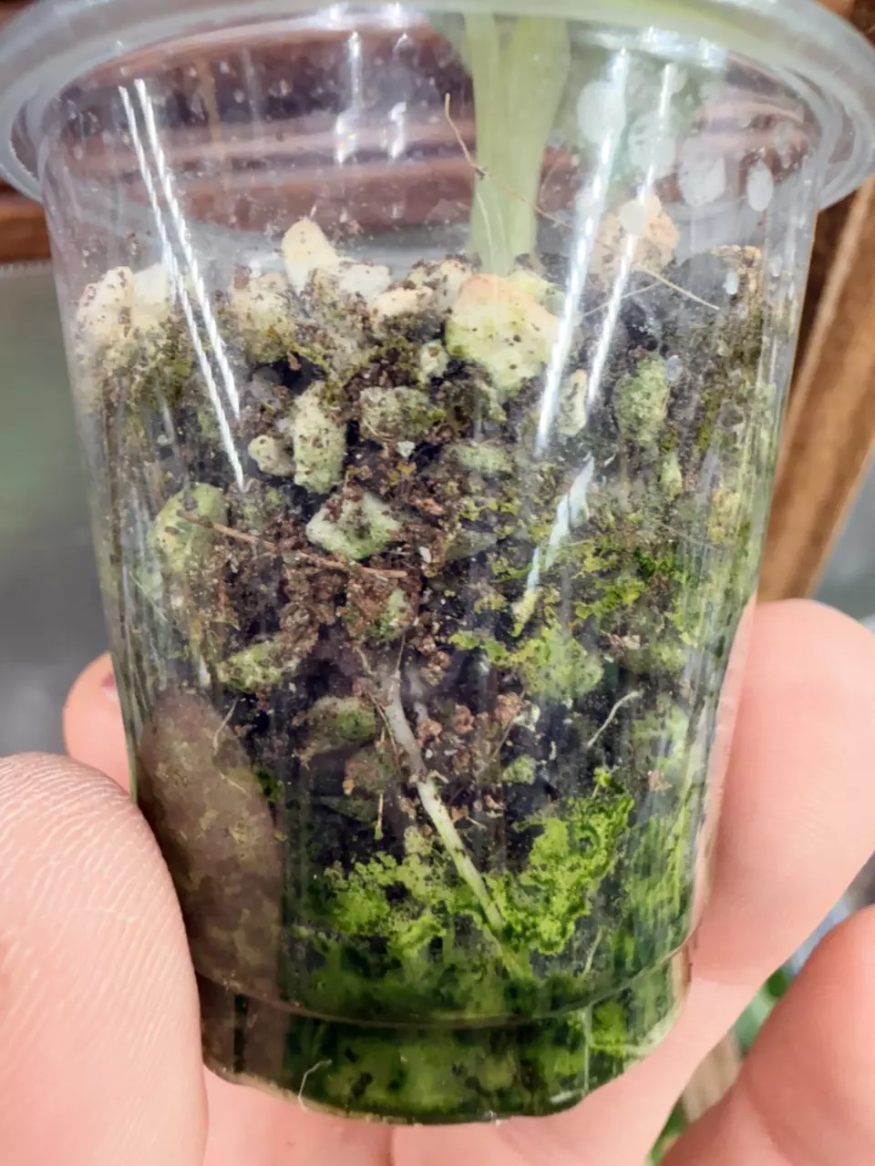 plant/Alocasia Ninja Tricolor #0043-3