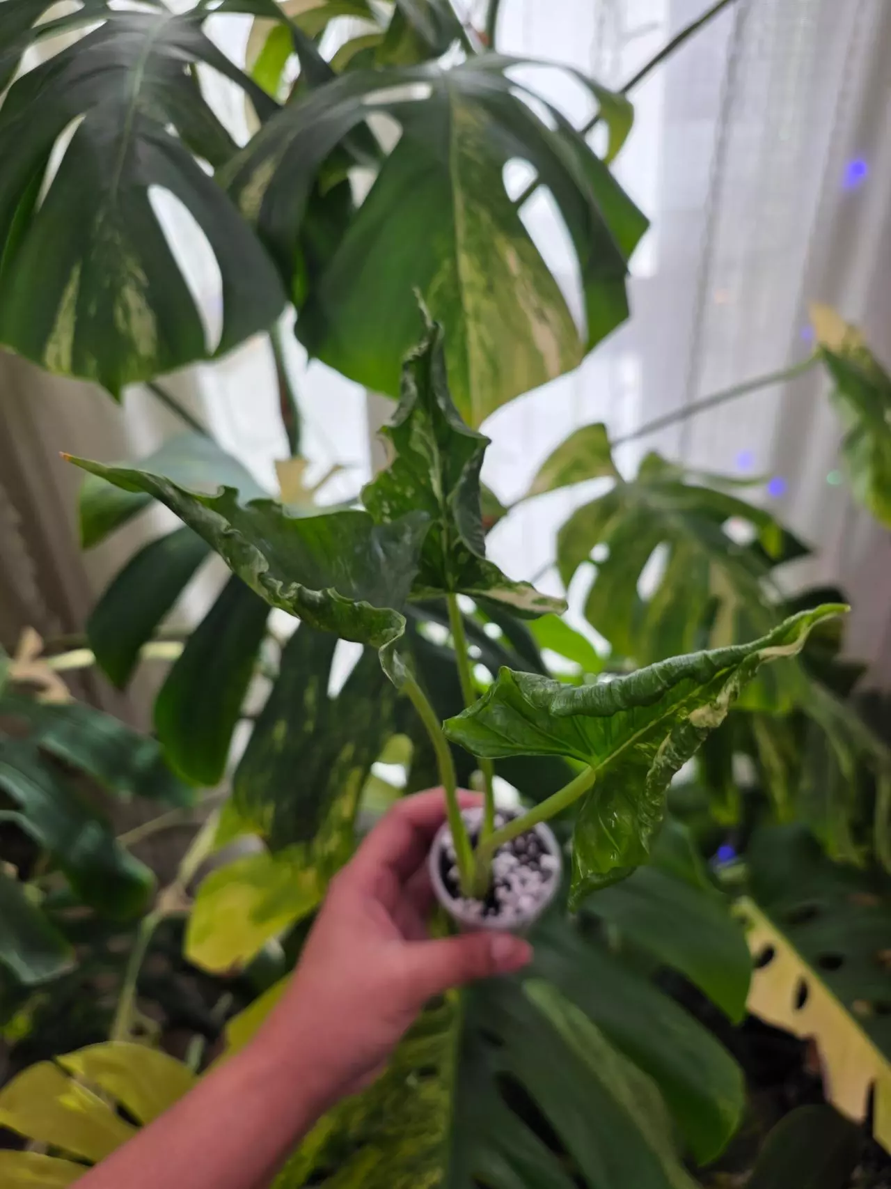 plant/Variegated alocasia albo cucullata crinkle . Chonk grown. (Not tc) 1088-2