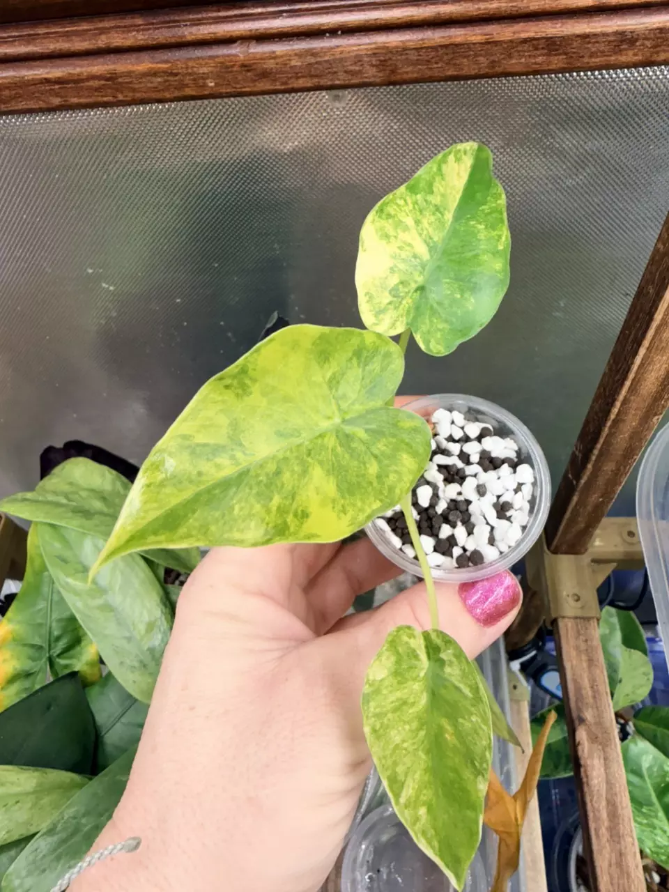 plant/Alocasia gageana Aurea #0045-0