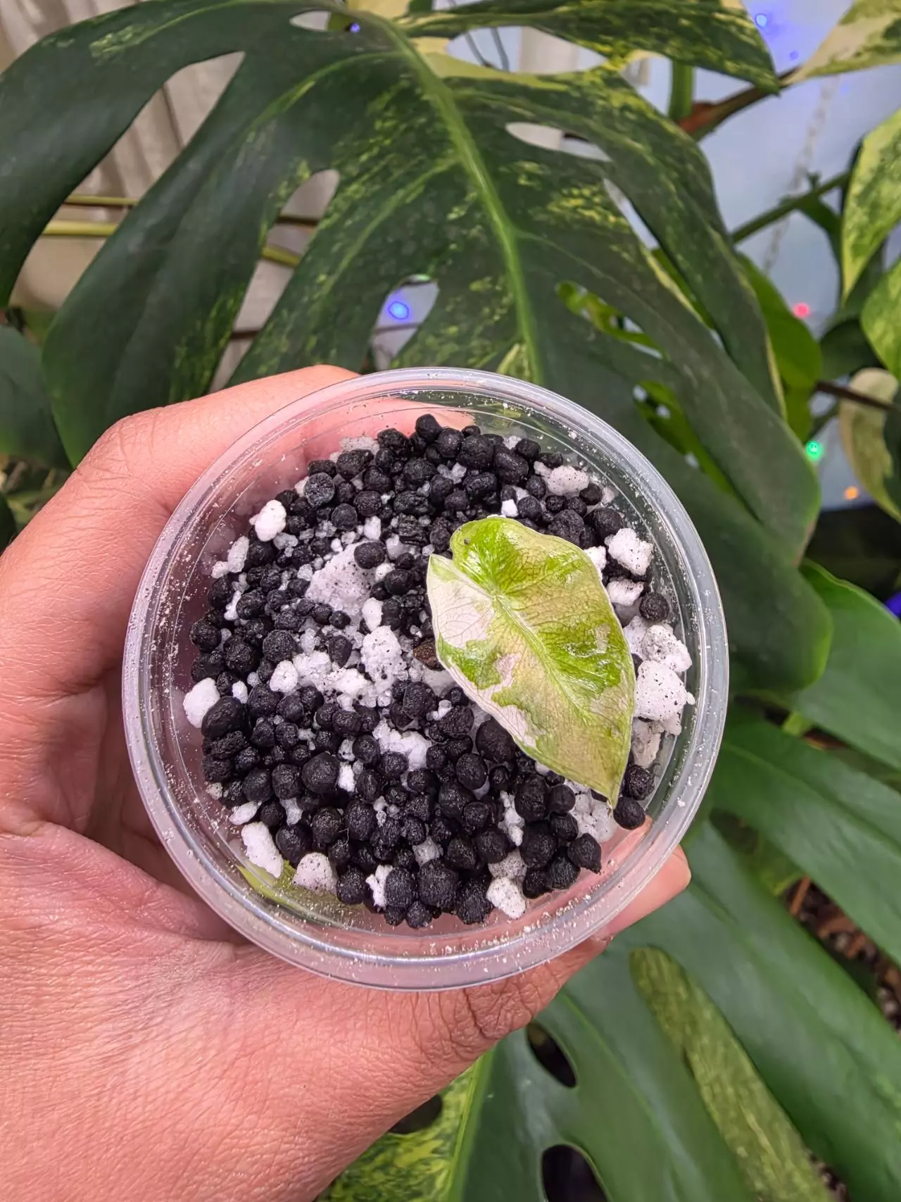 plant/Variegated alocasia pink pseudo sanderiana pup. Corm grown. 1108-1