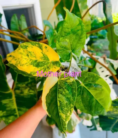 plant/Variegated anthurium ace of spade. Semi-rooted. Clone. Chonk grown. (Not tc)1100-0-thumbnail