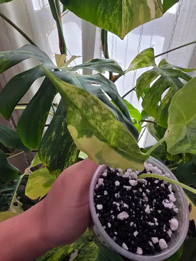 plant/Variegated alocasia aurea dragons breath pup. Corm grown. 1080-2-thumbnail