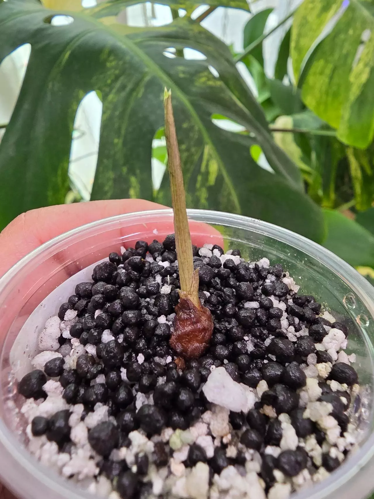 plant/Variegated alocasia albo batwing corm.sprouting. rooting. 1096-1