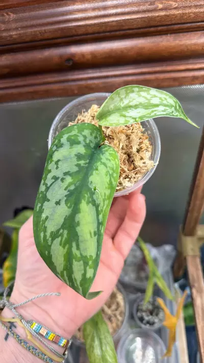 plant/Scindapsus Lakambini-0-thumbnail