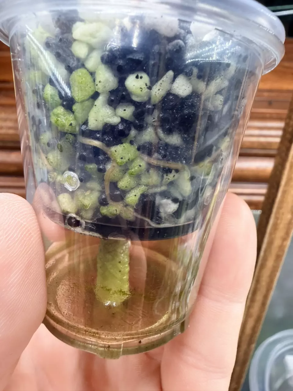 plant/Alocasia Polly Pink snow var✨-4