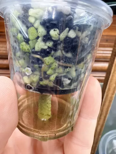 plant/Alocasia Polly Pink snow var✨-4-thumbnail