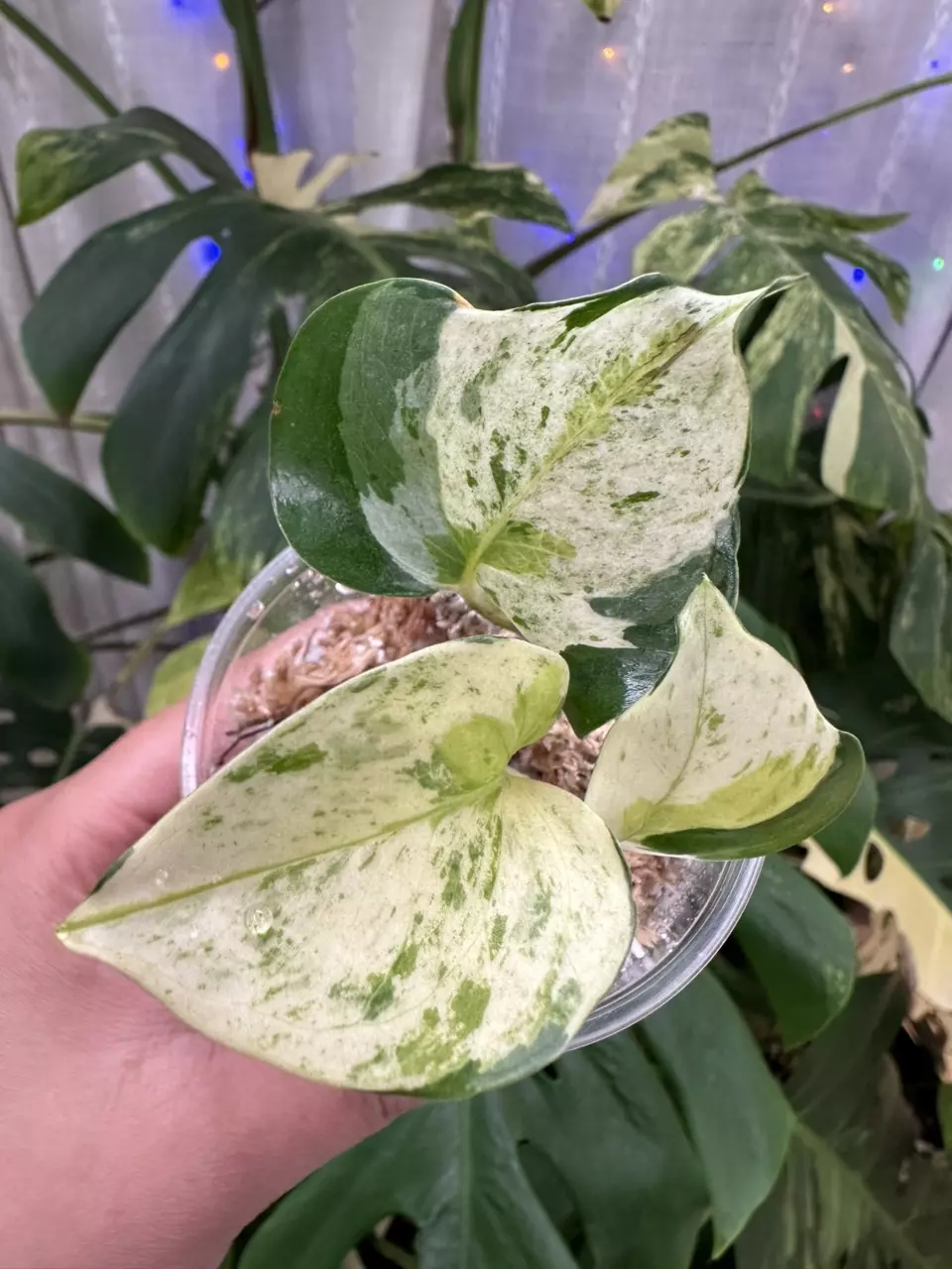 plant/Japanese Global Pothos 1114-2