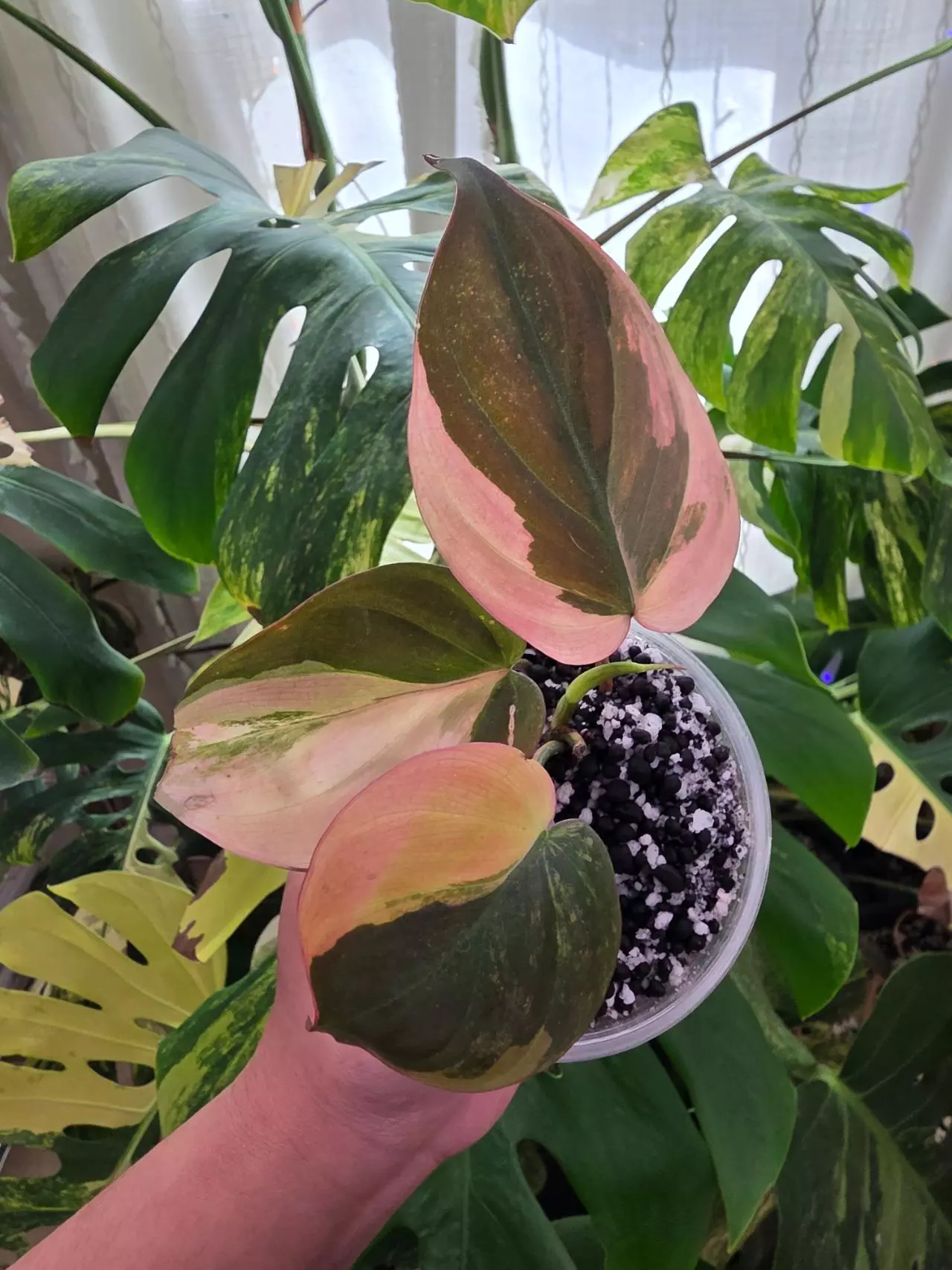 plant/Variegated philodendron micans-2