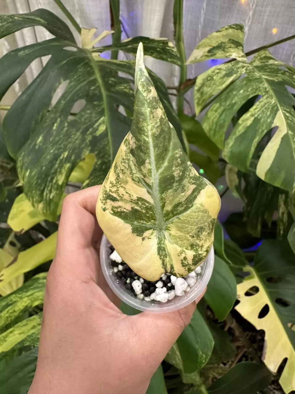 plant/Variegated Alocasia gold black velvet pup. Chonk grown. (Not tc) 1112-0