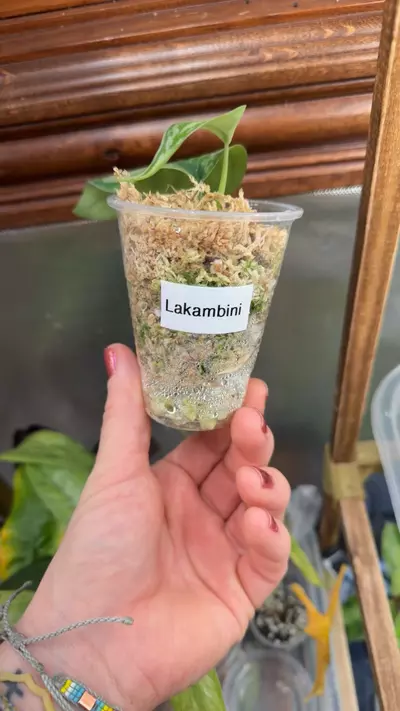 plant/Scindapsus Lakambini-2-thumbnail