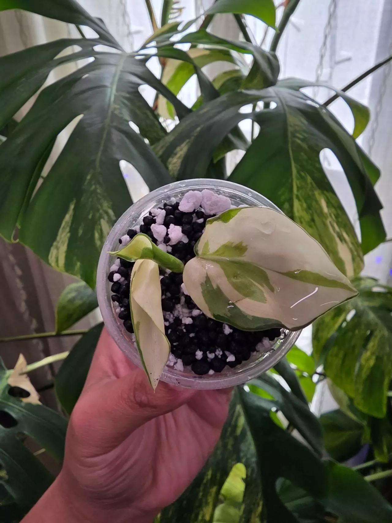 plant/Variegated philodendron Semi-rooted gabby cutting-0