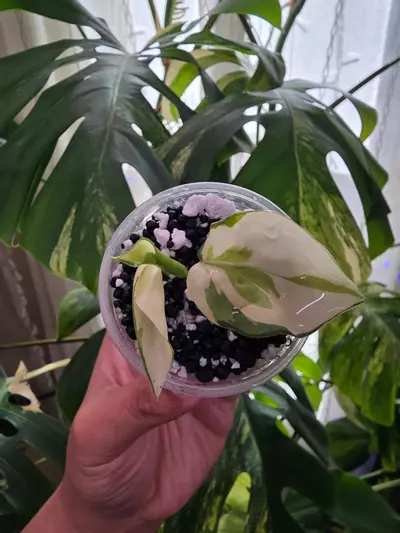 plant/Variegated philodendron Semi-rooted gabby cutting-0-thumbnail