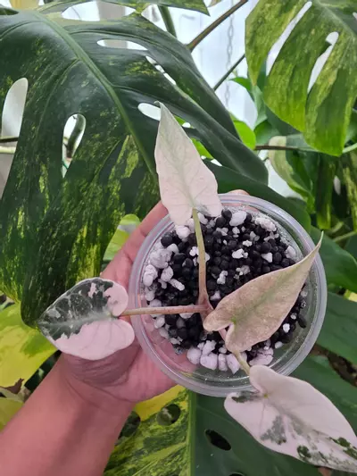 plant/🦄 variegated alocasia pink de beers blu pup. Chonk grown. (Not tc) 1090-2-thumbnail