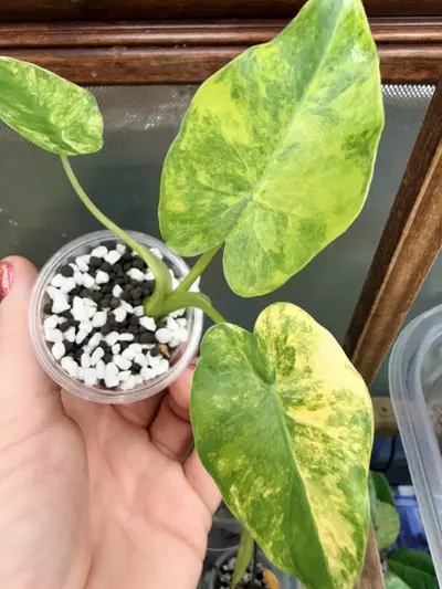 plant/Alocasia gageana Aurea #0045-1-thumbnail