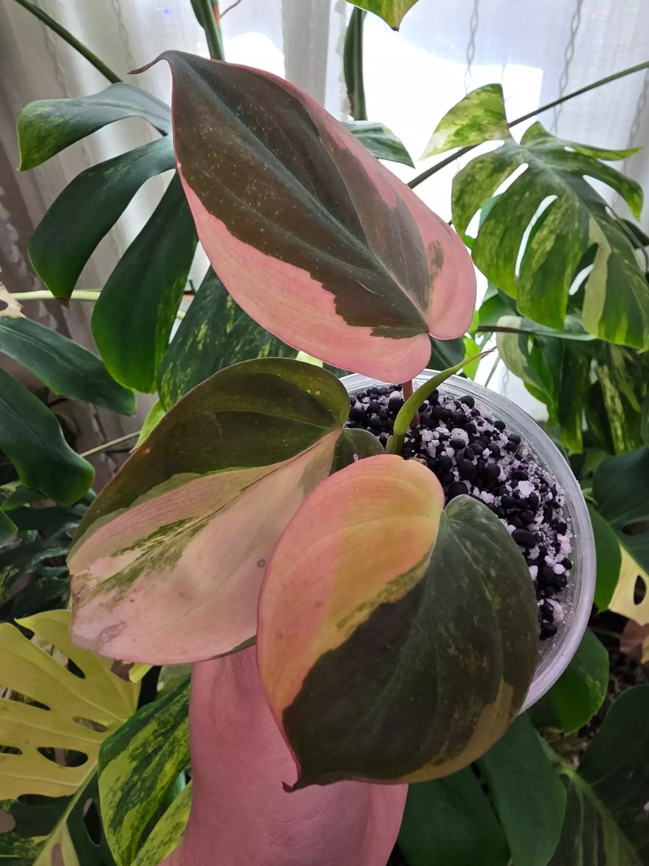 plant/Variegated philodendron micans-1