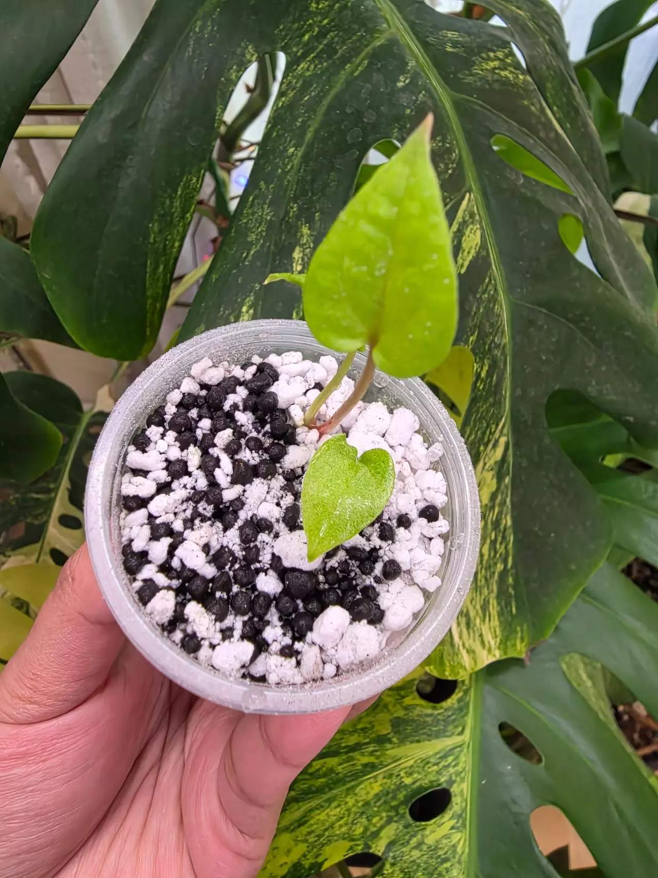 plant/Variegated anthurium dark phoenix Semi-rooted. Clone.chonk grown. (Not tc) 1104-3