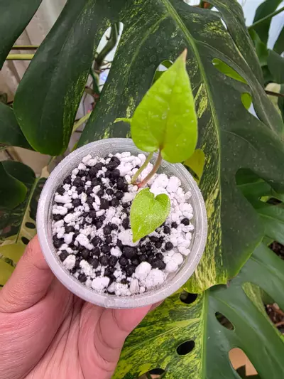 plant/Variegated anthurium dark phoenix Semi-rooted. Clone.chonk grown. (Not tc) 1104-3-thumbnail