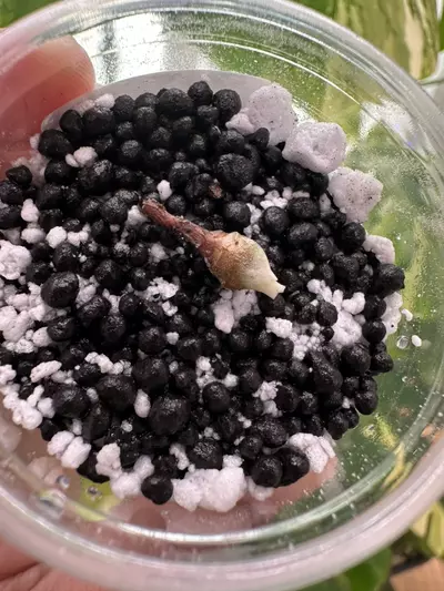 plant/Variegated Alocasia Aurea Azlanii corm. Variegation not guaranteed 1084-1-thumbnail