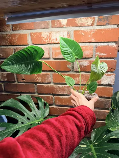 plant/Anthurium veitchii A-0-thumbnail