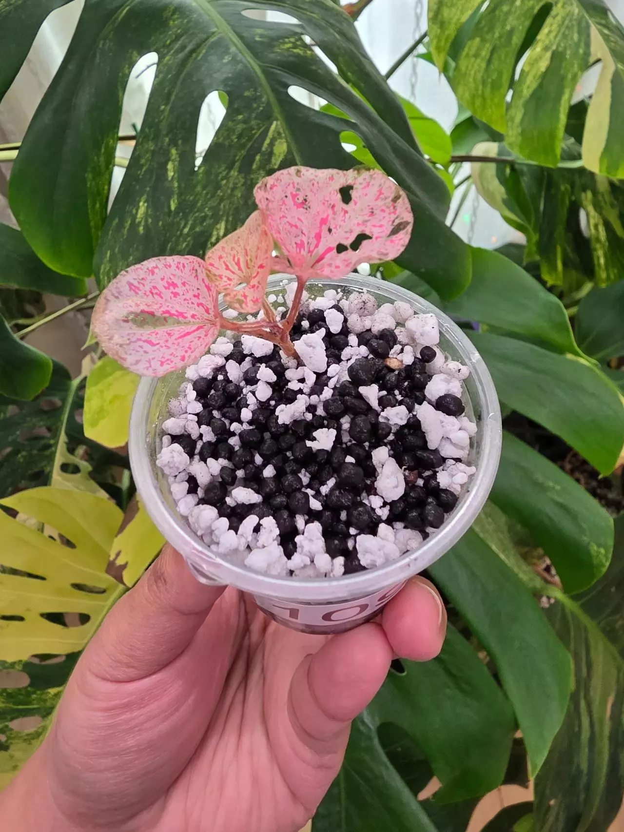 plant/Variegated pink piper Sp Papua-2
