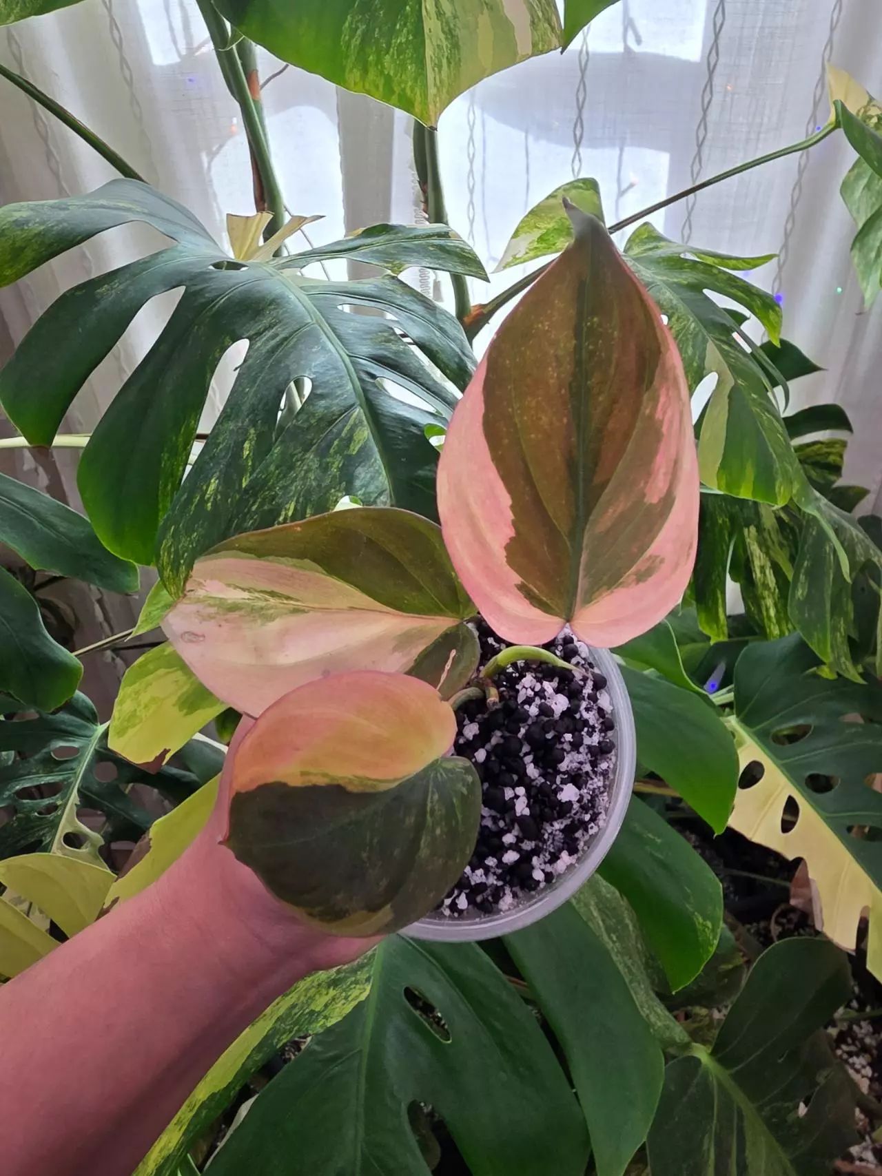 plant/Variegated philodendron micans-0