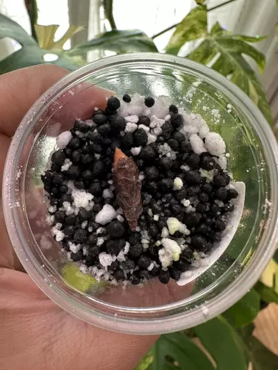 plant/Variegated Alocasia albo/pink dragon corm. Variegation not guaranteed. 1085-1-thumbnail