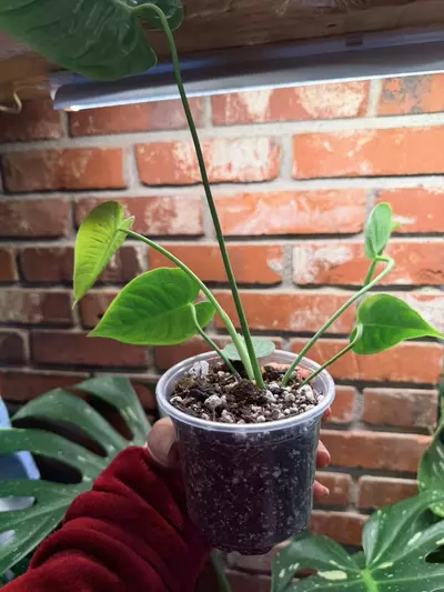 plant/Anthurium veitchii C-1-thumbnail