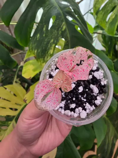 plant/Variegated pink piper Sp Papua-1-thumbnail