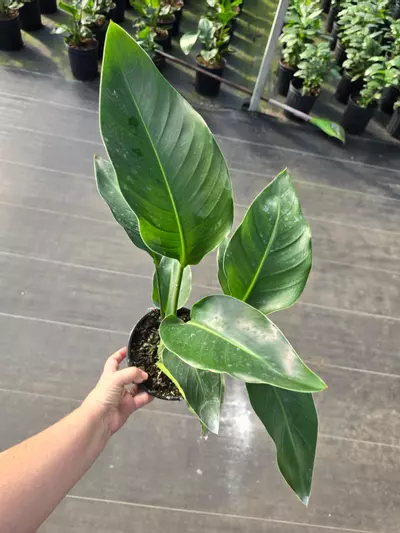 plant/White Bird of Paradise 6in GC-0-thumbnail