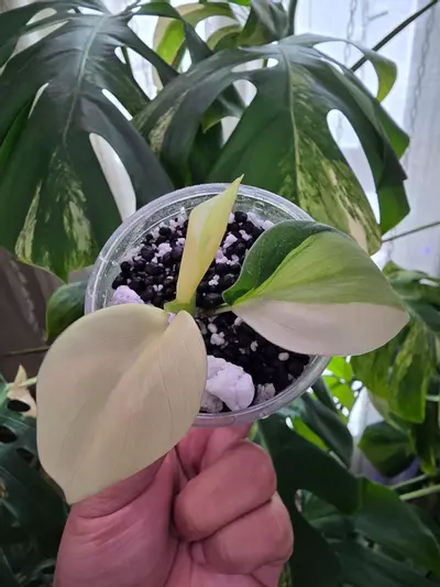 plant/Variegated philodendron rooted gabby cutting-1-thumbnail