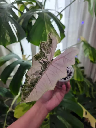 plant/Variegated alocasia pink pseudo sanderiana. Corm grown. 1086-0-thumbnail