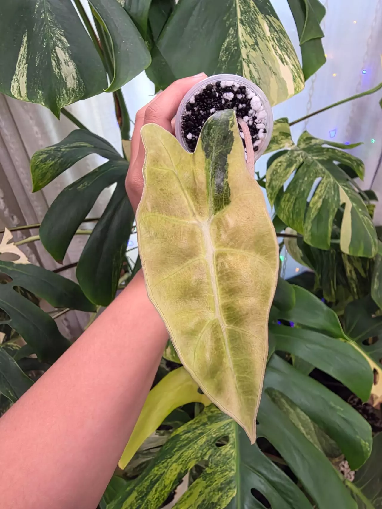 plant/Variegated alocasia aurea sanderiana bull pup. Corm grown . (Not tc)-0