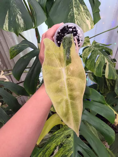 plant/Variegated alocasia aurea sanderiana bull pup. Corm grown . (Not tc)-0-thumbnail