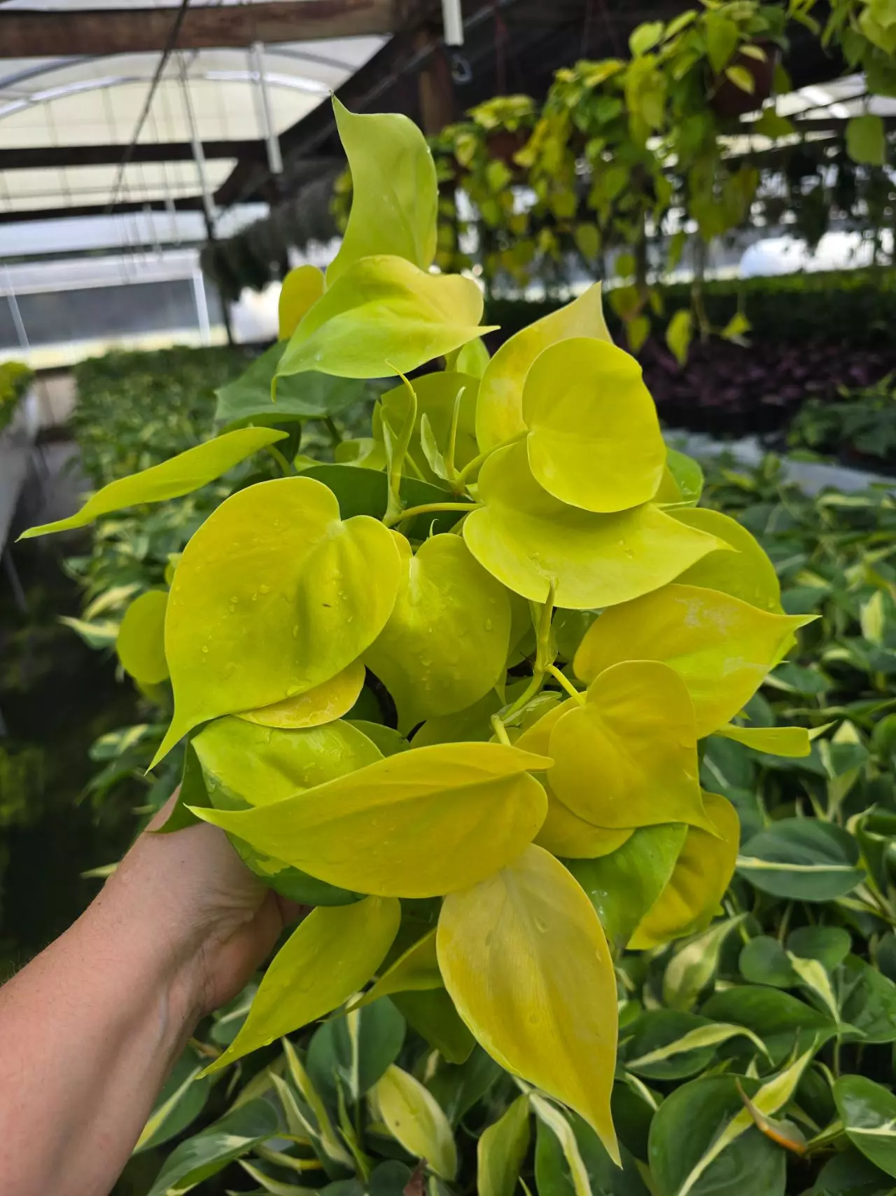 plant/Philodendron lemon lime 6in GC-0