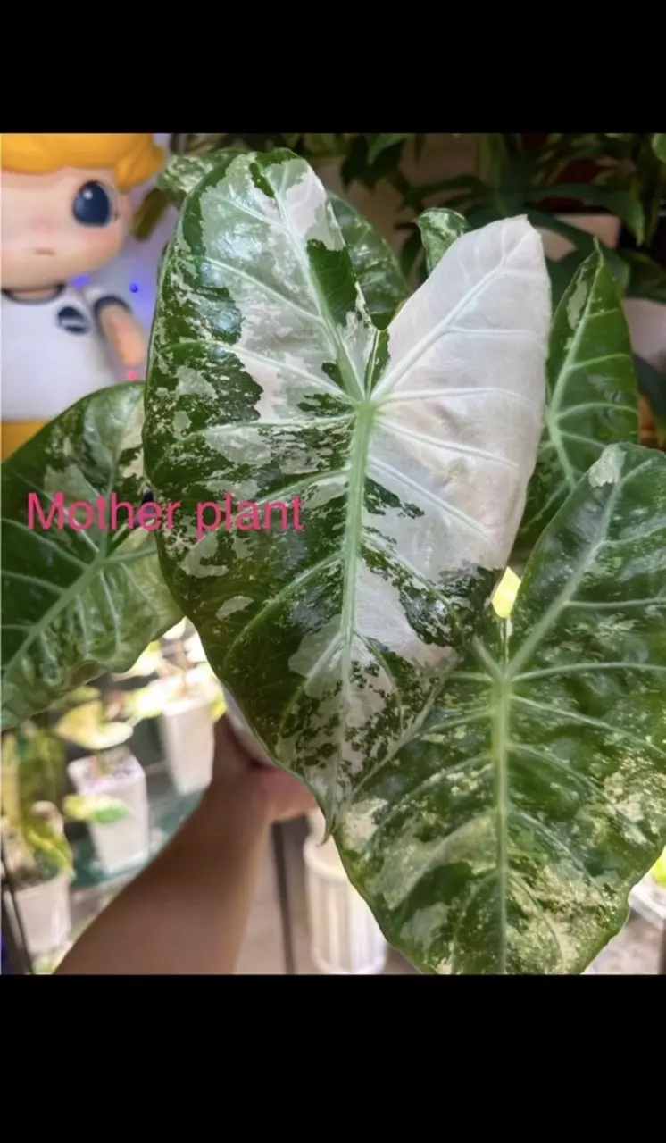 plant/Variegated Alocasia albo/pink dragon corm. Variegation not guaranteed. 1085-0