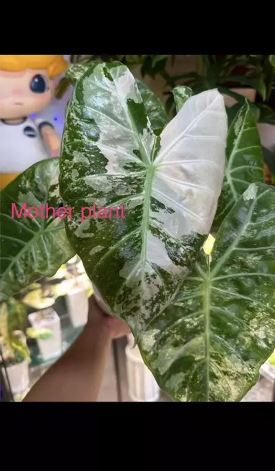 plant/Variegated Alocasia albo/pink dragon corm. Variegation not guaranteed. 1085-0-thumbnail