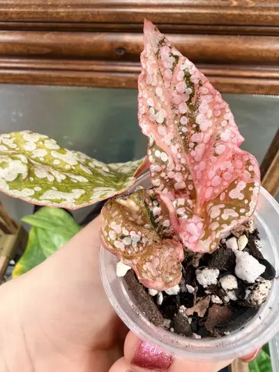 plant/Variegated Snowcapped Begonia #0044-0-thumbnail